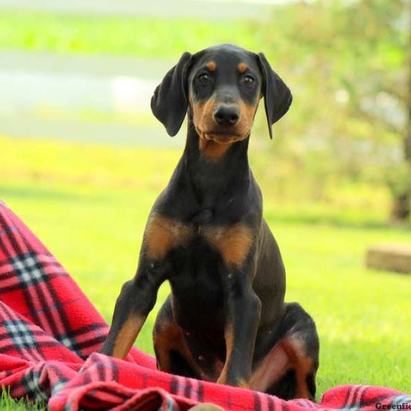 Dolly, Doberman Pinscher Puppy