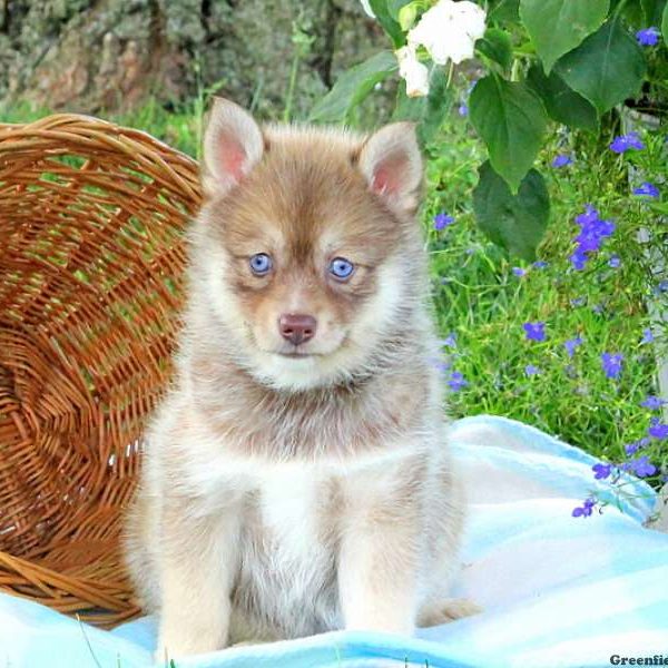 Dolly, Pomsky Puppy