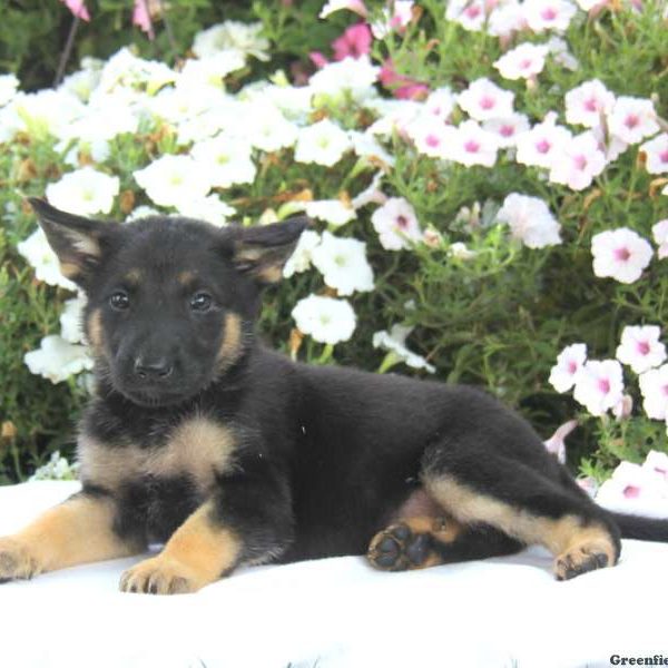Dolly, German Shepherd Puppy
