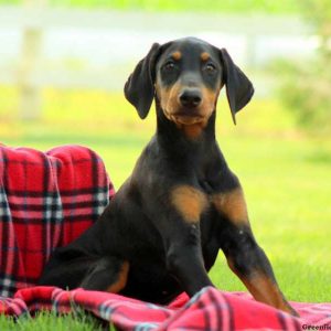 Dolly, Doberman Pinscher Puppy