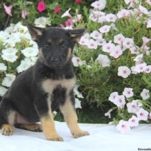 Dolly, German Shepherd Puppy