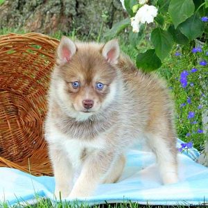 Dolly, Pomsky Puppy