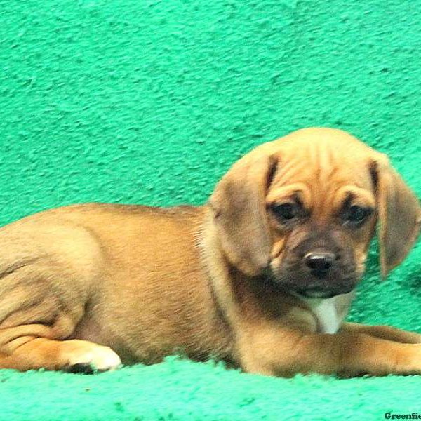 Donald, Puggle Puppy