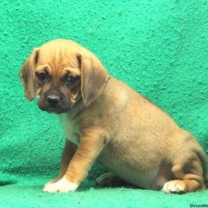 Donald, Puggle Puppy