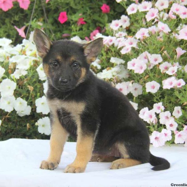 Donita, German Shepherd Puppy