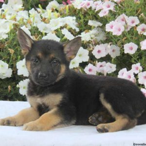 Donita, German Shepherd Puppy