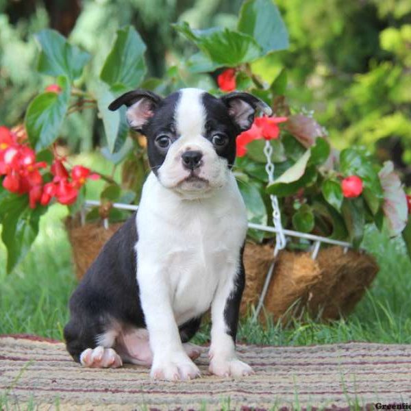 Donnie, Boston Terrier Puppy