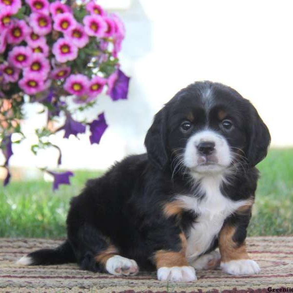 Donnie, English Springer Spaniel Mix Puppy