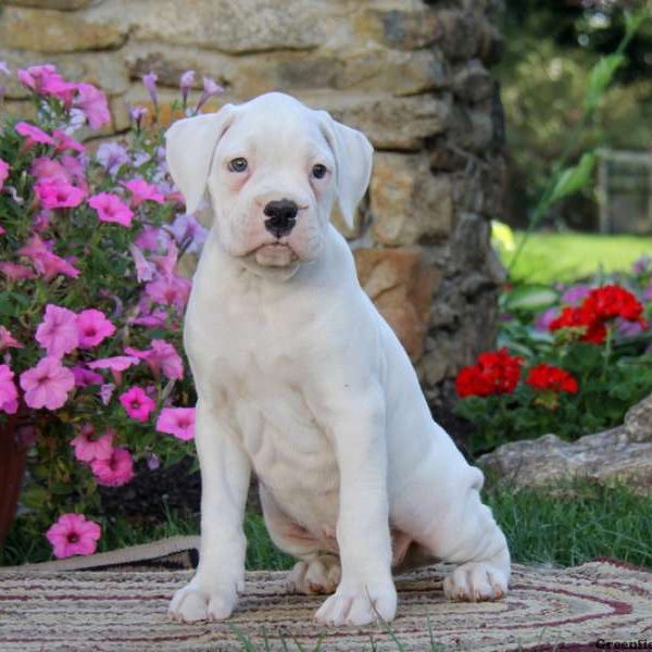 Donnie, Boxer Puppy