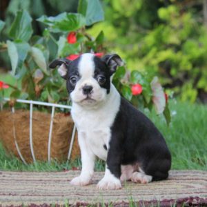 Donnie, Boston Terrier Puppy