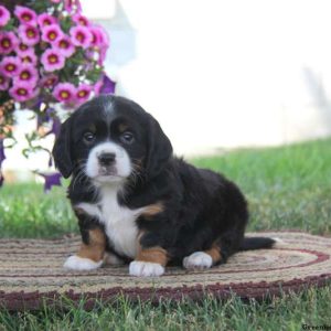 Donnie, English Springer Spaniel Mix Puppy