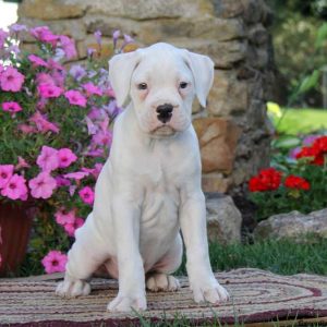 Donnie, Boxer Puppy