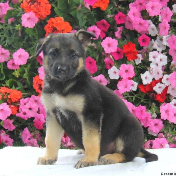 Donny, German Shepherd Puppy