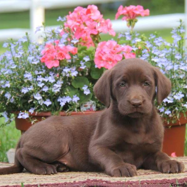 Donny, Labrador Retriever-Chocolate Puppy