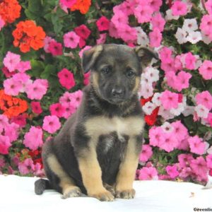 Donny, German Shepherd Puppy