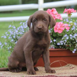 Donny, Labrador Retriever-Chocolate Puppy