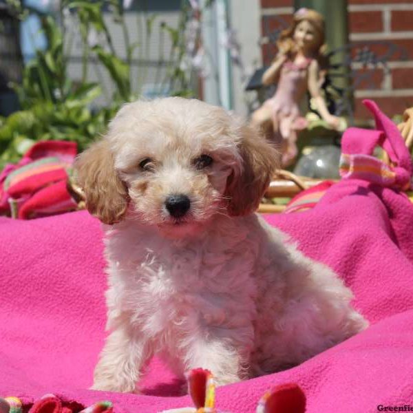 Doom, Miniature Poodle Puppy