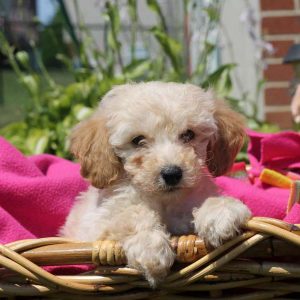 Doom, Miniature Poodle Puppy