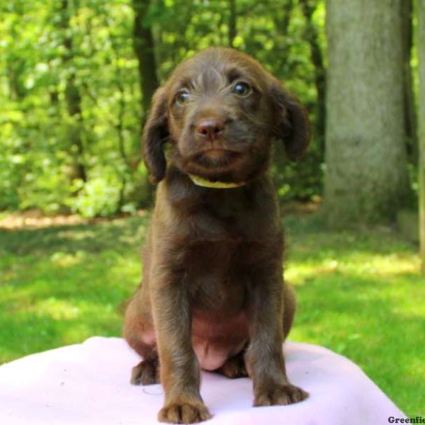 Doris Joy, Labradoodle-Miniature Puppy