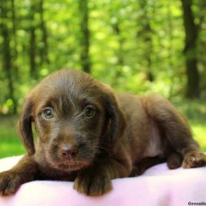 Doris Joy, Labradoodle-Miniature Puppy