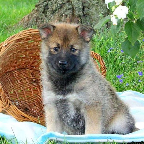 Doris, Pomsky Puppy