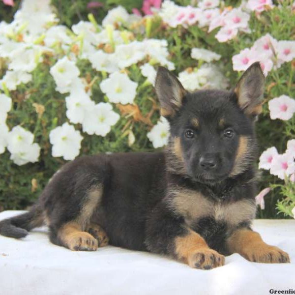 Doris, German Shepherd Puppy