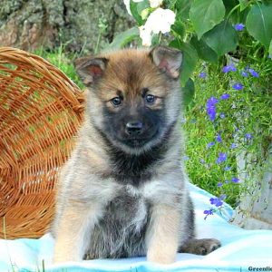 Doris, Pomsky Puppy