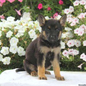 Doris, German Shepherd Puppy