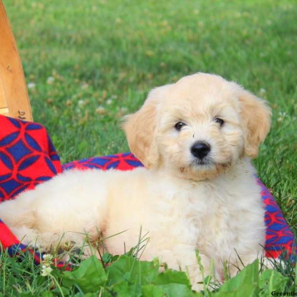 Dorothy, Labradoodle-Miniature Puppy