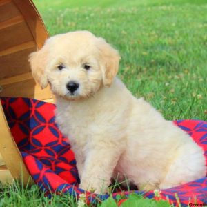 Dorothy, Labradoodle-Miniature Puppy