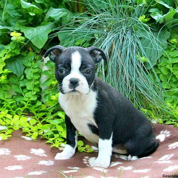 Dory Ann, Boston Terrier Puppy