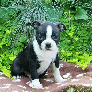 Dory Ann, Boston Terrier Puppy