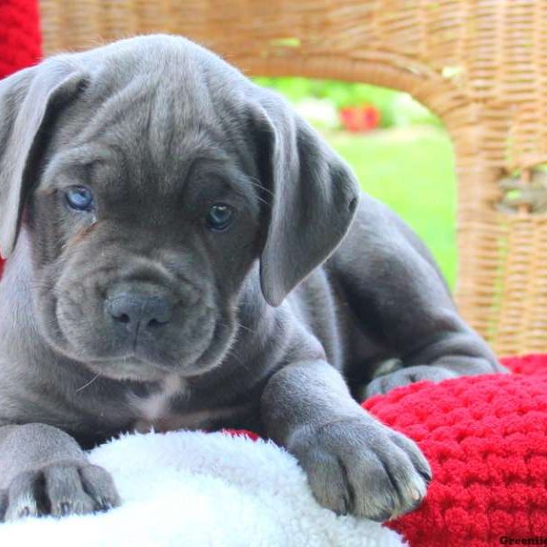 Dottie, Cane Corso Puppy