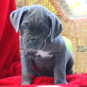 Dottie, Cane Corso Puppy