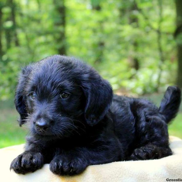 Dougie Jr, Labradoodle-Miniature Puppy