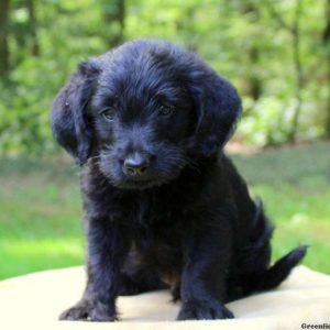 Dougie Jr, Labradoodle-Miniature Puppy