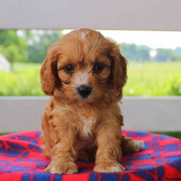 Dougie Lee, Cavapoo Puppy