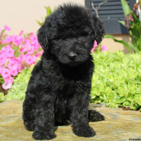 Dougie, Labradoodle Puppy