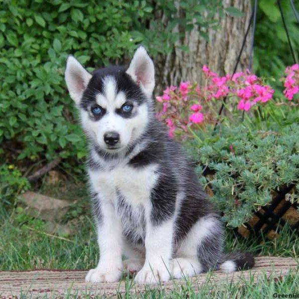 Dougie, Siberian Husky Puppy