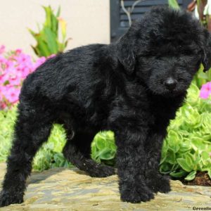 Dougie, Labradoodle Puppy