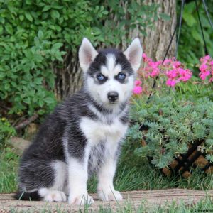 Dougie, Siberian Husky Puppy