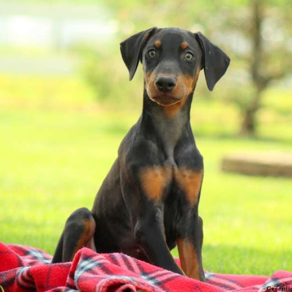 Dover, Doberman Pinscher Puppy