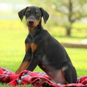 Dover, Doberman Pinscher Puppy