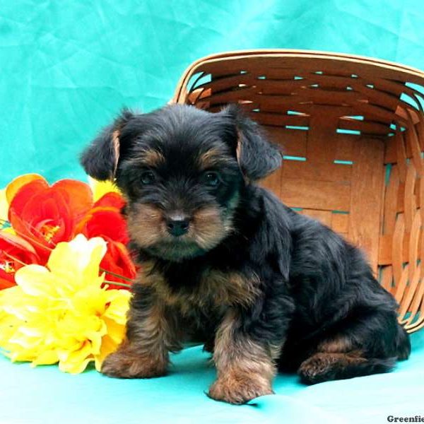 Drema, Yorkie-Poo Puppy