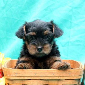 Drema, Yorkie-Poo Puppy