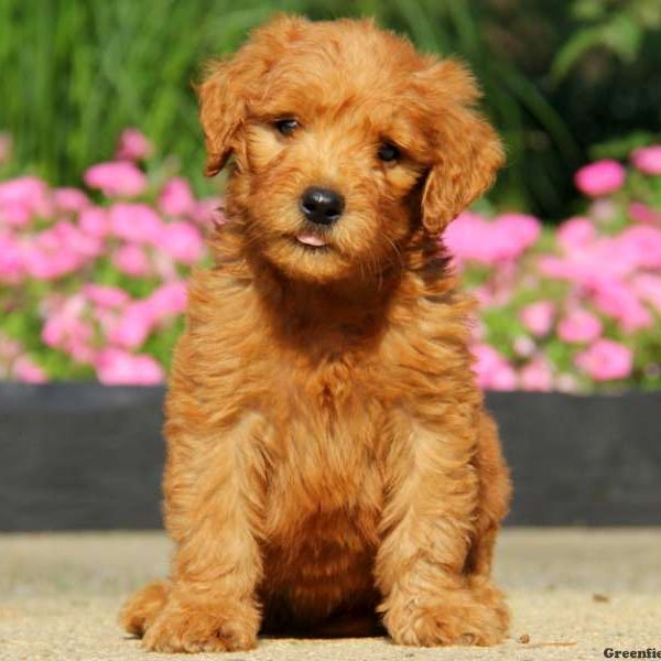 Drew, Goldendoodle Puppy