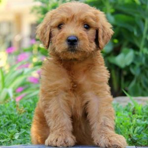 Drew, Goldendoodle Puppy