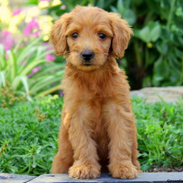 Duchess, Goldendoodle Puppy