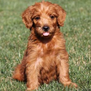 Duchess, Goldendoodle Puppy