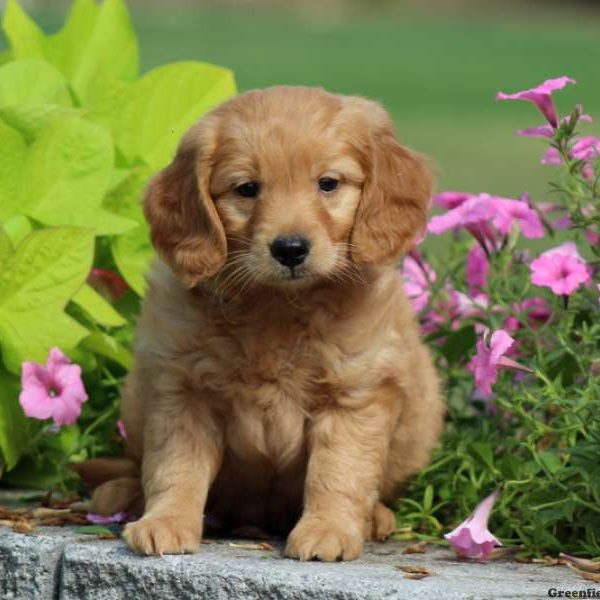 Duddley, Goldendoodle-Miniature Puppy